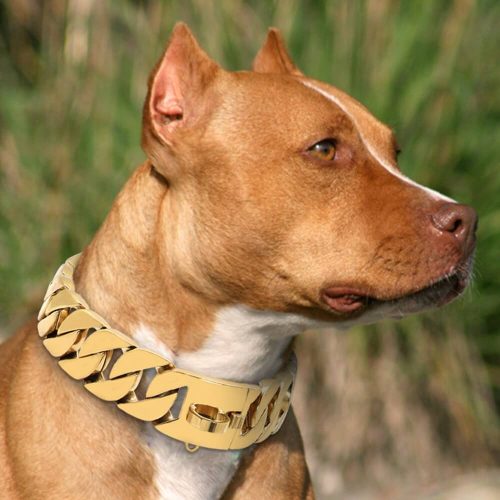 gold-dog-chain-2