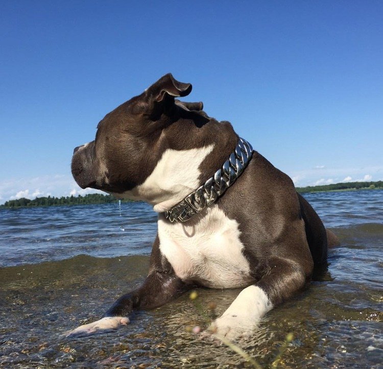 Silver_strong-metal-dog-chain-collars-stainless-3 Silver_strong-metal-dog-chain-collars-stainless-3