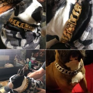 python-gold-dog-collar-3