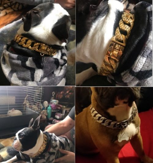 python-gold-dog-collar-3